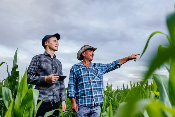 Dva farmáři stojící na kukuřičném poli s tabletou, — Stock fotografie