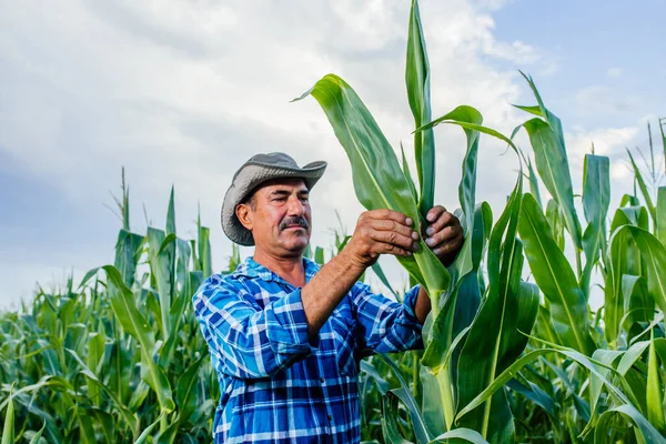 Senior farmář zkoumá a provádí kontrolu kvality kukuřice — Stock fotografie