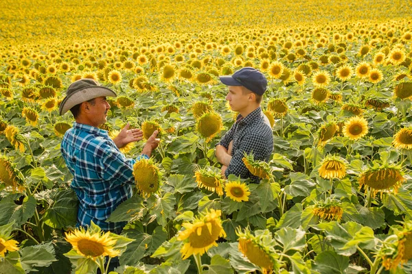 Dos granjeros hijo y padre, de pie en un campo de girasol y hablo — Foto de Stock