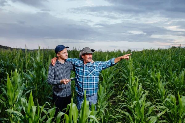 Syn a otec, rolníci stojící na kukuřičném poli s tabletou, — Stock fotografie
