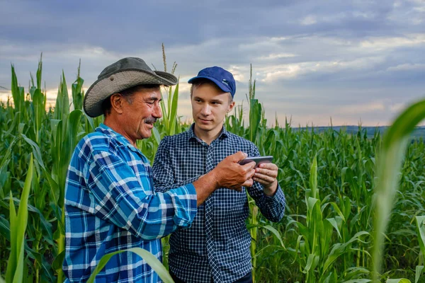 Two farmers stand in corn field, discuss harvest, crops.