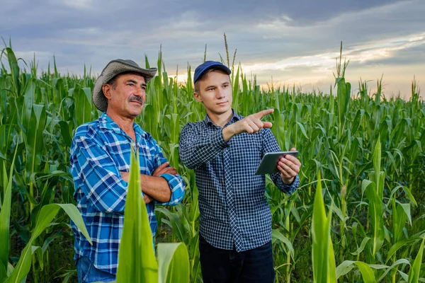 Senior a mladý zemědělec stojící na kukuřičném poli s tabletou — Stock fotografie