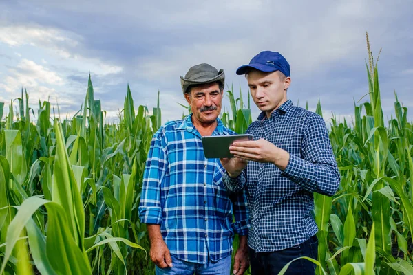 小麦畑に立っている2人の農家とタブレットを見て, — ストック写真