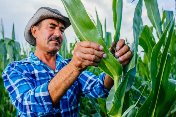 Agricultor o experto agrícola que inspecciona la calidad del maíz en el campo — Foto de Stock