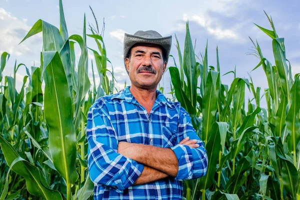 Starší farmář stojící na kukuřičném poli zkoumá obilí při západu slunce — Stock fotografie