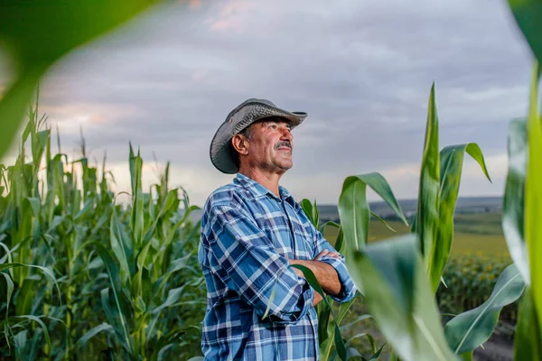 Boční pohled na seniora stojícího na kukuřičném poli — Stock fotografie
