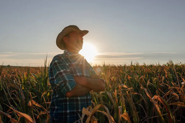 Starší farmář stojící na kukuřičném poli zkoumá obilí při západu slunce — Stock fotografie