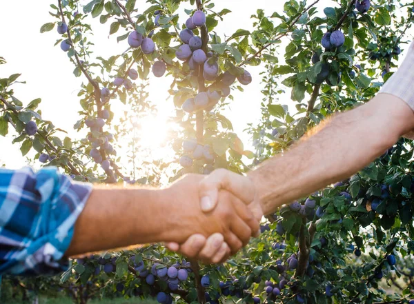 Zblízka, Dva muži potřásající si rukama ve švestkovém sadu, Koncept zemědělské spolupráce, — Stock fotografie