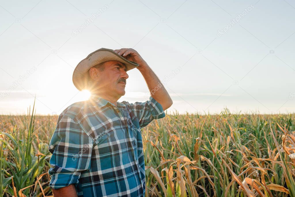 A farmer standing in his corn field at sunset.