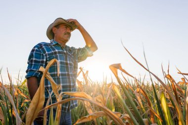 İyi bir kıdemli çiftçi mısır tarlasında durup gün batımında mahsulü inceliyor.