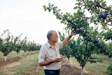 Tablet PC kullanan tarımcı, dijital tabletli modern çiftçi profili görünümü
