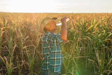 Susamış çiftçi su içiyor, Sıcak bir yaz gününde mısır tarlasında dikiliyor.,