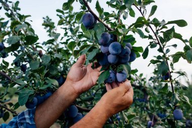 Meyve bahçesindeki erikleri toplayan çiftçinin ellerine yakın çekim,