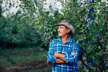 Çiftçilik kavramı, erik bahçesindeki çiftçi. Kıdemli çiftçi bir meyve bahçesinde duruyor..