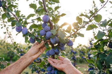 Meyve bahçesindeki erikleri toplayan çiftçinin ellerine yakın çekim,