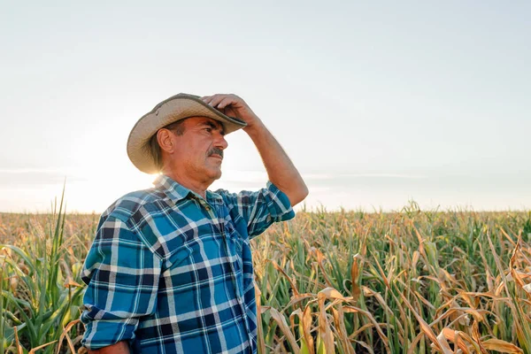 Vista lateral de un agricultor maduro sentado en el maizal, — Foto de Stock