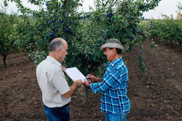 Agricultor e agrônomo. Agricultor sênior assina contrato para vender frutas de ameixa. — Fotografia de Stock