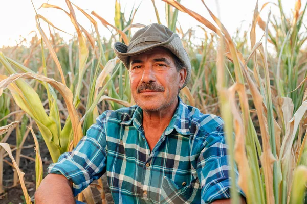 Desperate senior farmer standing in drought-damaged corn crop.