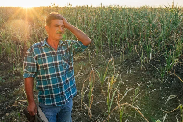 Agricultor en el campo de maíz dañado por la sequía, — Foto de Stock