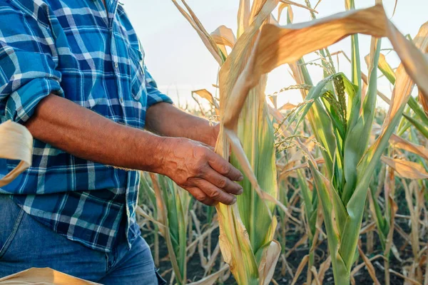 close up, farmer examining corn maize crop leaf