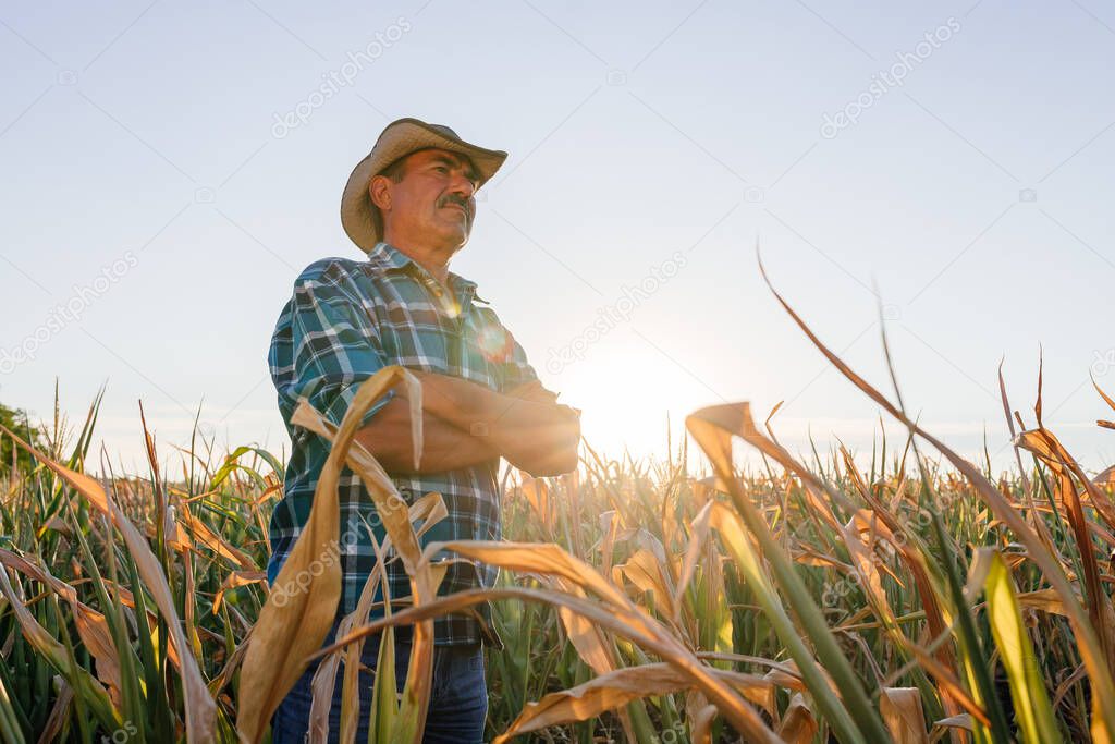 side view, Portrait of senior farmer standing in corn field