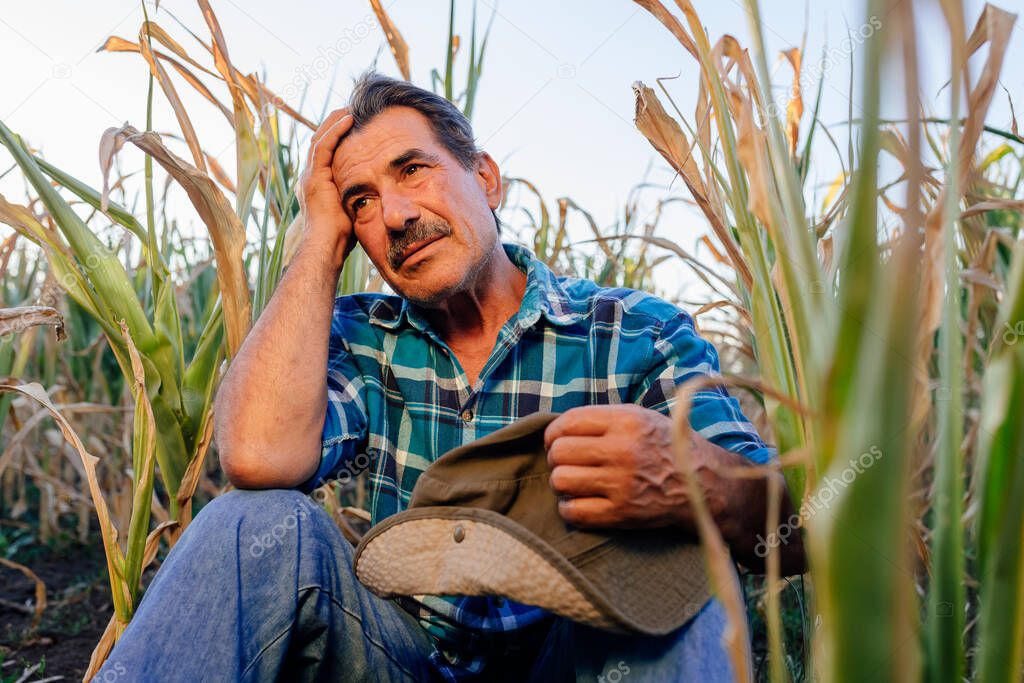 desperate farmer, dry corn crops of arid climate,