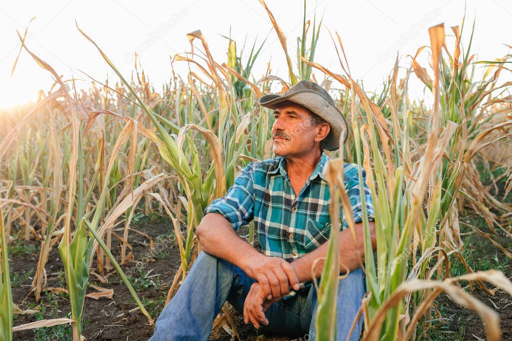 Desperate senior farmer standing in drought-damaged corn crop.