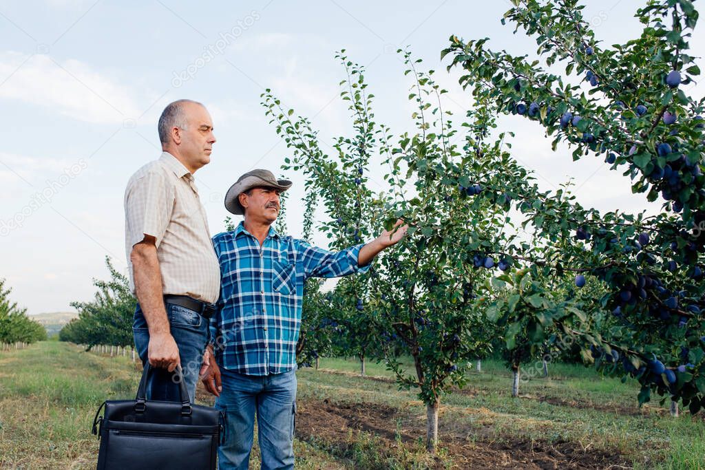 farmer and agronomist walking in a plum orchard pointing away,
