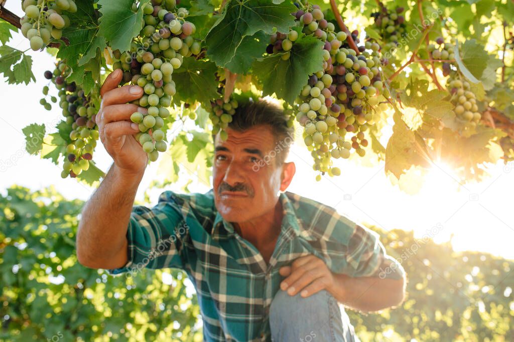 farmer examines the quality of the grapes, The harvesting.