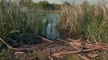 Neşeli bir köpek, güneşli bir günde, uzun otlar ve sakin sularla çevrili sakin bir bataklıktan bir oyuncak getirir..