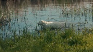 Beyaz bir Labrador av köpeği, yeşil çimenler ve kamışlarla çevrili bir göl kenarındaki sığ sularda duruyor. Sakin bir bahar gününde güneş hafifçe parlar..