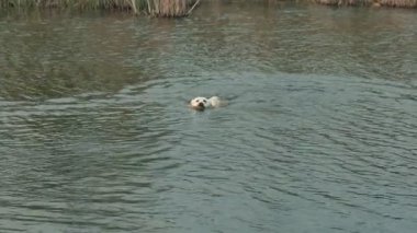 Oyuncu bir köpek sakin suda yüzer, sopayı ağzına sıkıca sokar. Bereketli yeşillik göleti çevreleyip, huzurlu bir açık hava ortamı yaratıyor..