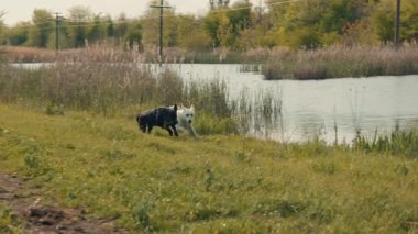 İki köpek, bir siyah ve bir beyaz, açık gökyüzünün altında yemyeşil yemyeşil ile çevrili sakin bir gölün çimenli kıyısında neşeyle birbirlerini kovalıyorlar..