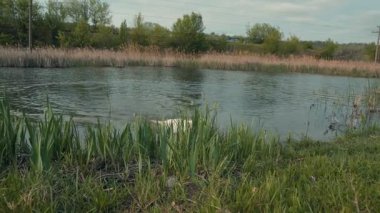 Parlak bir gökyüzü altında yemyeşil bir arazide nehir boyunca koşan neşeli bir köpek, açık hava aktivitelerinin neşesini yakalar..