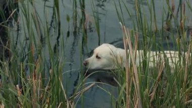Meraklı bir sarı labaratuvar yavrusu, güneşli bir öğleden sonra, uzun otlarla çevrili, sığ sularda, doğanın tadını çıkarıyor..