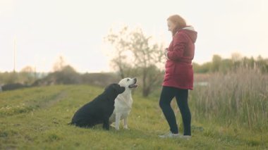 Kırmızı ceketli bir kadın, biri siyah diğeri beyaz olmak üzere iki köpeğiyle parlak bir öğleden sonra doğa tarafından çevrelenmiş çimenli bir yolda etkileşime girer..