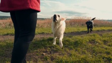 Bir insan çimenli bir yolda iki köpekle yürür, biri beyaz ve biri siyah, mutlu bir şekilde takip eder. Açık alan, açık bir gökyüzünün altındaki mesafeye kadar uzanıyor..