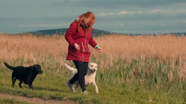 Bir kadın, çimenli bir patika boyunca uzun otların yanında iki köpeği gezdirir. Huzurlu bir öğleden sonra huzurlu manzarayı keşfederken güneş usulca parlıyor..