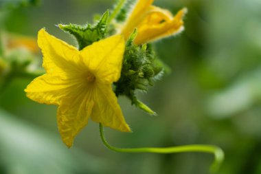 Arka plan bulanık soluk sarı salatalık çiçek