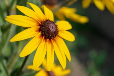 yakın çekim, sıcak yaz akşamı arka plan bulanık çiçek