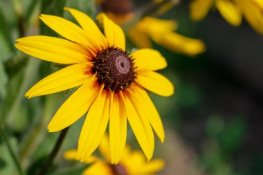 arka plan bulanık parlak sarı çiçek