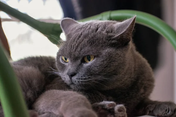 Britische Katze Auf Einem Stuhl Liegend Nahaufnahme — Stockfoto