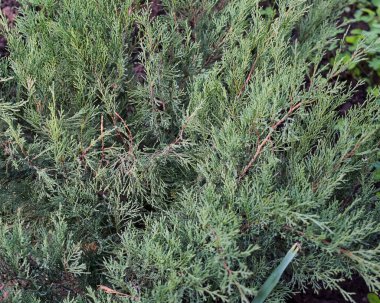 Doğal yeşil kozalaklı bitki arka planı, genç thuja