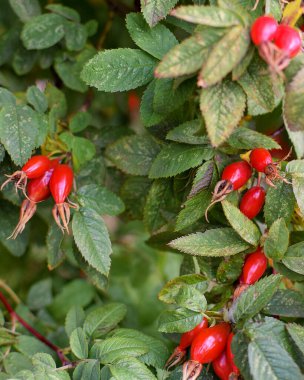 Gül yaprakları ve meyvelerin sonbahar arkaplanı