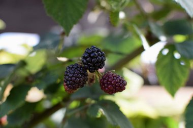 Yaprakların bulanık arka planında böğürtlen