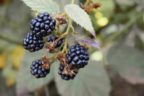 ripe blackberries on a Bush branch
