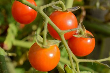 Bush 'un dalında olgunlaşmış mini domatesler