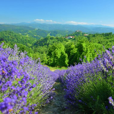 lavanta manzara: ağaçlar dağlar mavi gökyüzü çiçekleri