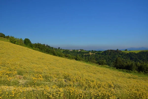 Nyári táj Piemont sárga mezőben — Stock Fotó