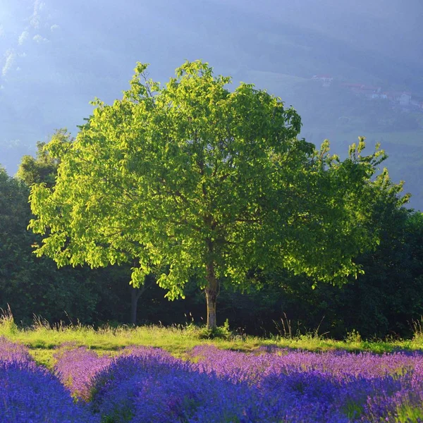 Tree on the lavender field — Stock Photo, Image